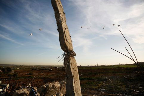 It's not just birds occupying Gaza's skies. (Matthew Cassel) Insects in disguise
