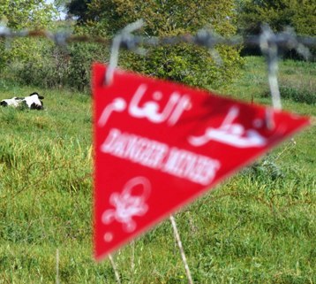 Bull Falls Victim of Deadly Cluster Bombs