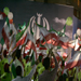 Ahamdinejad’s Visit in Politics Historic and Exceptional