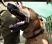 “Israel” Is Going to the Dogs