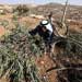 Palestinians’ Olive Cries… Settlers Uproot over 8,000 Trees