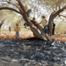 Dignity Grows On Olive Trees