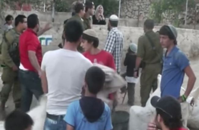 “Israeli” Settlers Harvest Palestinian Olives, Uproot 300 Trees Near Ramallah