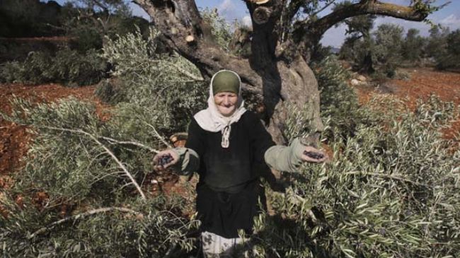 “Israeli” Settlers Harvest Palestinian Olives, Uproot 300 Trees Near Ramallah