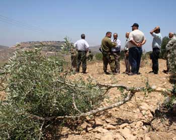 Palestinians’ Olive Cries… Settlers Uproot over 8,000 Trees