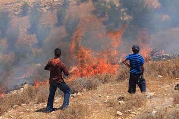 Palestinians’ Olive Cries… Settlers Uproot over 8,000 Trees