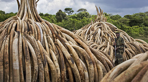 Kenya to Destroy $172Mln Worth of Illegal Ivory to Counter Poaching