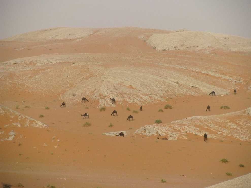 Saudi Arabia is Facing A Looming Catastrophe Saudi Arabia is Facing A Looming Catastrophe