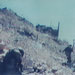DIARY OF RESISTANCE OPERATIONS -- NOVEMBER 1996