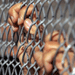 85 Days on Hunger Strike Behind 