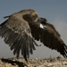 Sudan Captures Vulture Spying for