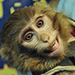 Iranian Space Monkey Disturbs