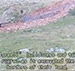“Israeli” Enemy Builds New Road on Aitaroun Borders--Video 