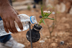 What the Press Missed in Bil’in Tear Gas Flower Garden