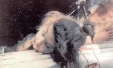 Diary of the April 96 Aggression - April 25