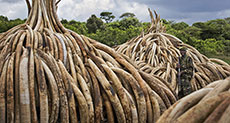 Kenya to Destroy $172Mln Worth of Illegal Ivory to Counter Poaching
