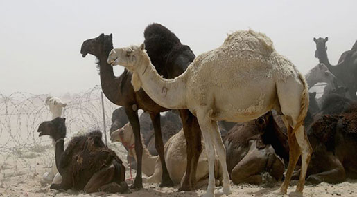 Qatar Row: Saudi Arabia Deports 15,000 Qatari Camels