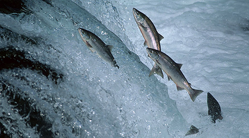World First GMO Salmon Hits Store Shelves in Canada