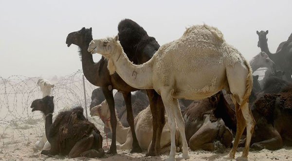 Qatar Row: Saudi Arabia Deports 15,000 Qatari Camels Qatar Row: Saudi Arabia Deports 15,000 Qatari Camels