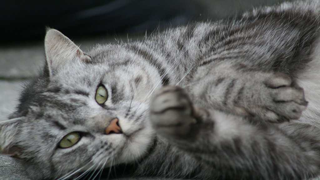 Adventurous Cat Missing in Norway Found in Iceland!