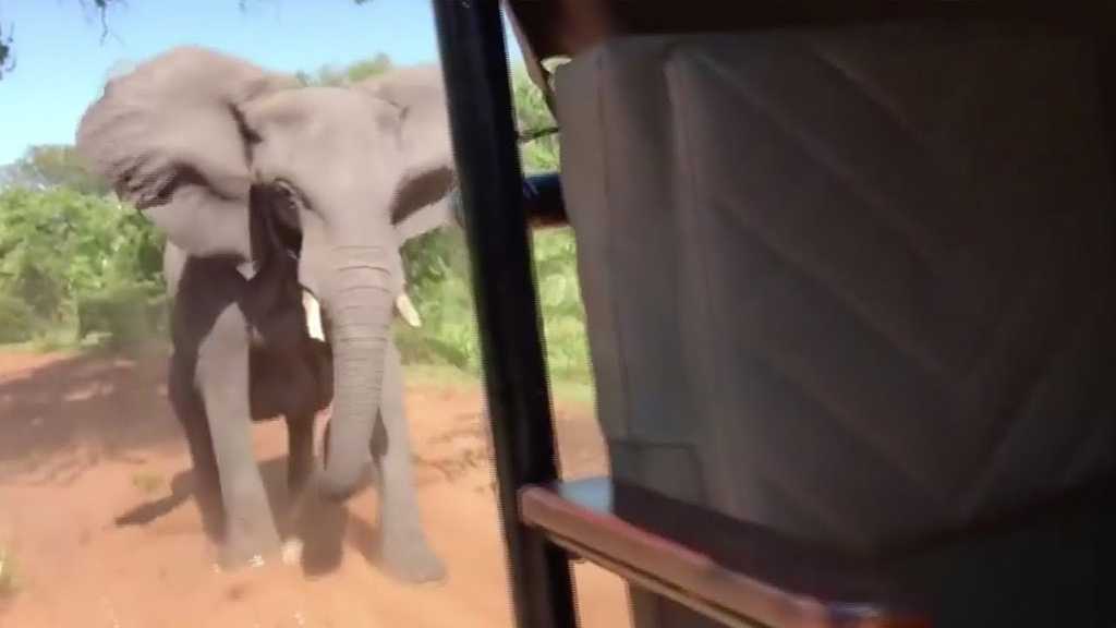 Wild Elephant Attacks People at Tea Plantation in India