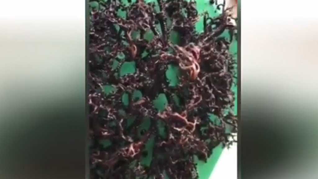 Mysterious Tentacle Creature Washes Up on Vietnam Beach