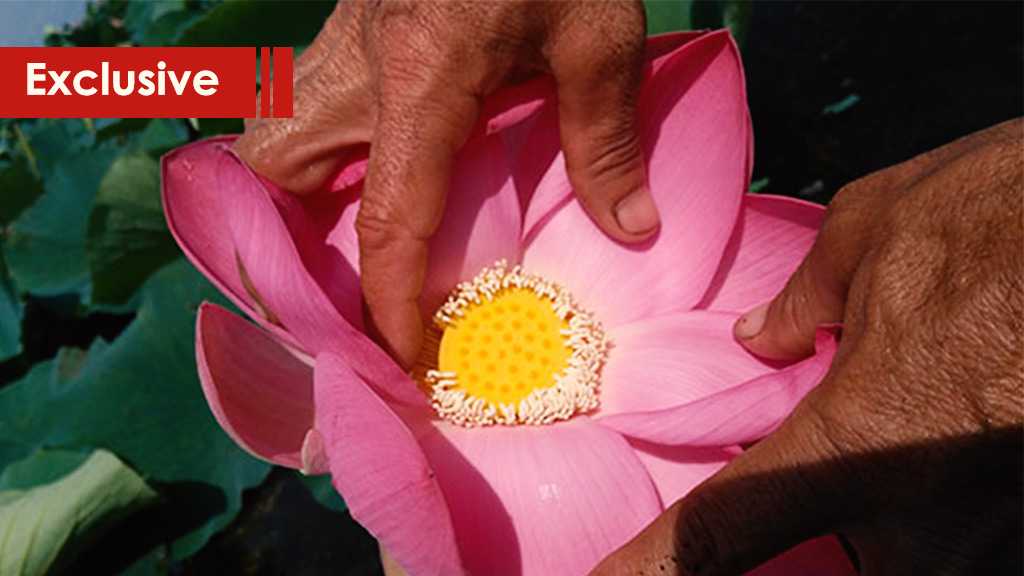 Iran’s Anzali Lagoon: Dance of the Lotuses 