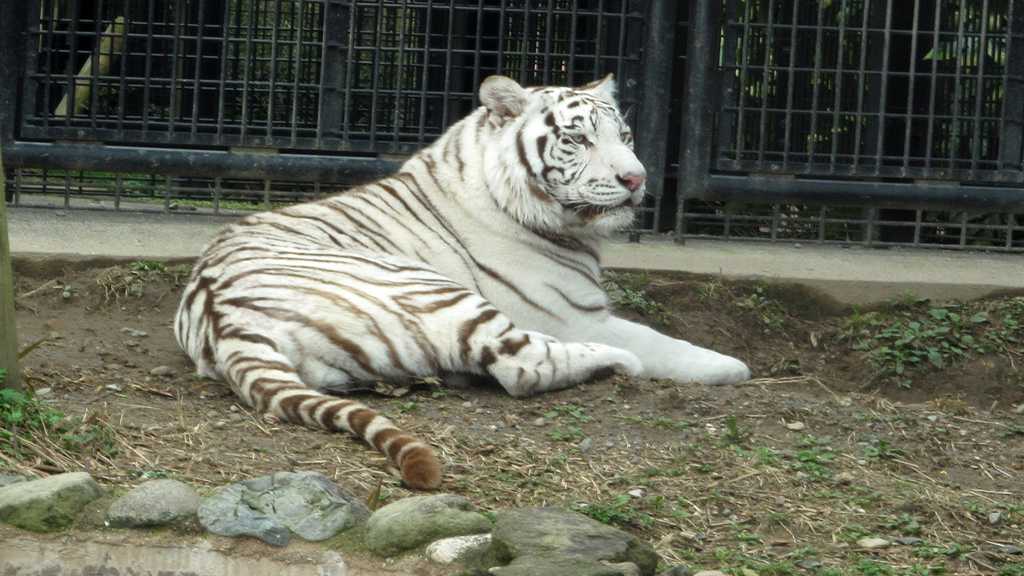 Japan: Rare White Tiger Kills Zookeeper