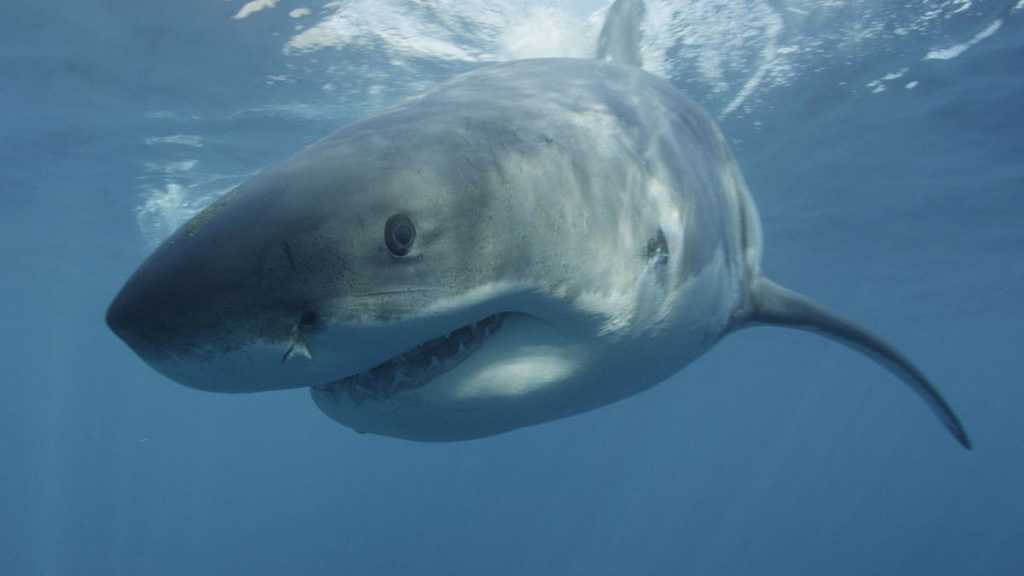 Exploding Star Could Have Killed Off Megalodon Shark, Research Reveals