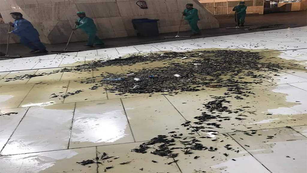 Horrid Locust Swarms Invade Holy City of Mecca