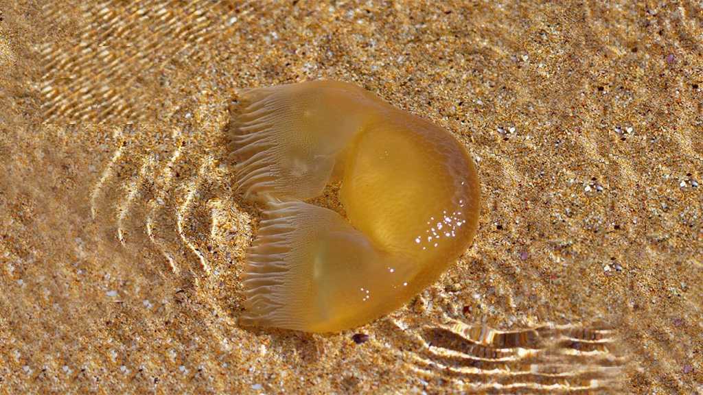 Mysterious Creature Resembling Trump Hairpiece Spotted in Australia