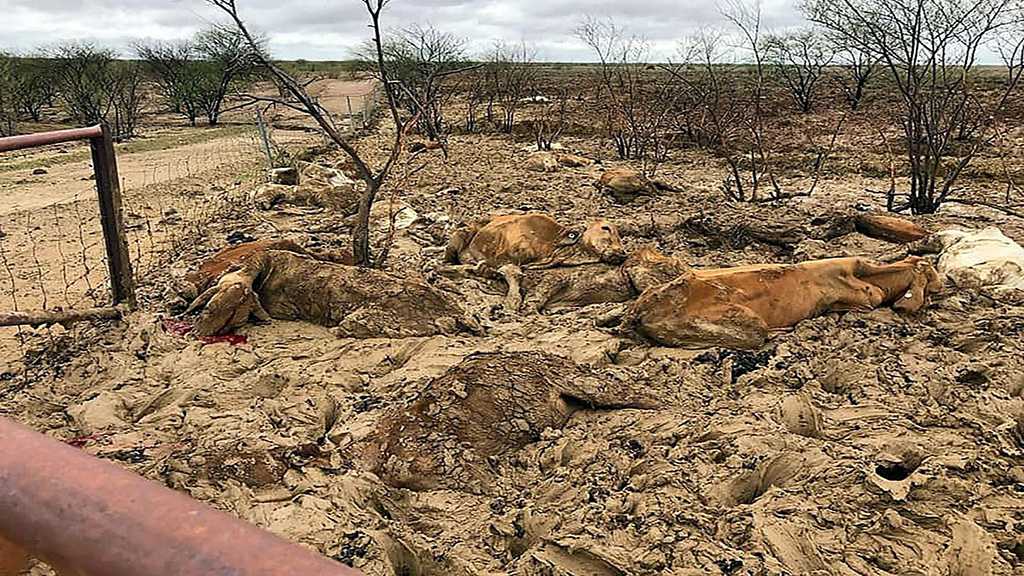 Australia: Floods Kill Hundreds of Thousands of Cattle