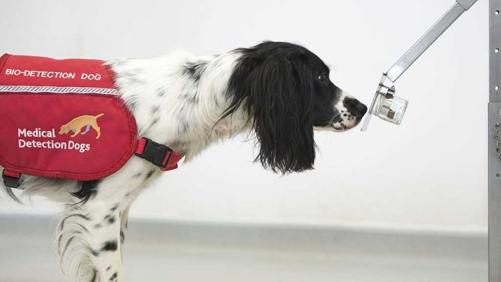 UK Launches Trials for ‘Covid-19 Sniffer Dogs’