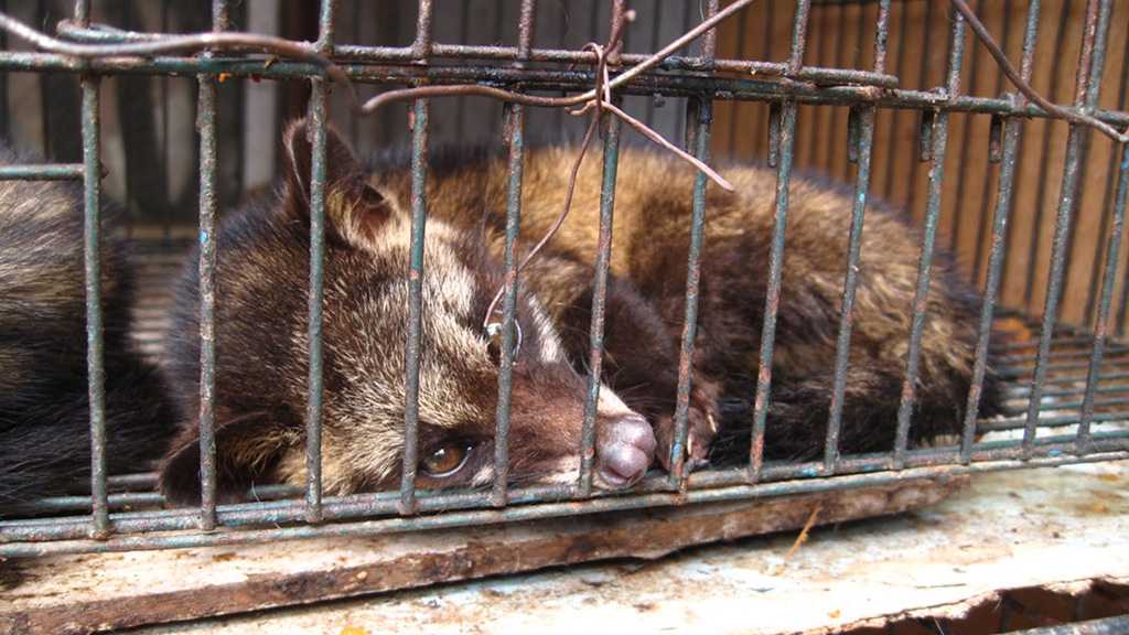 Wuhan Imposes Blanket Ban on Wildlife Trade, Consumption to ‘Safeguard Public Health’