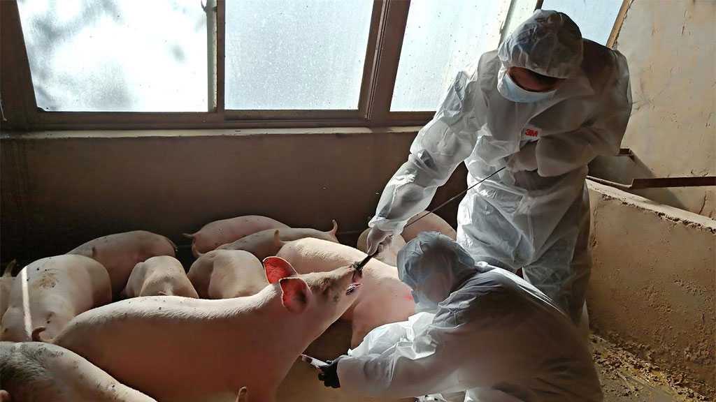 Researchers Warn of New Swine Flu in China with Global Pandemic Potential