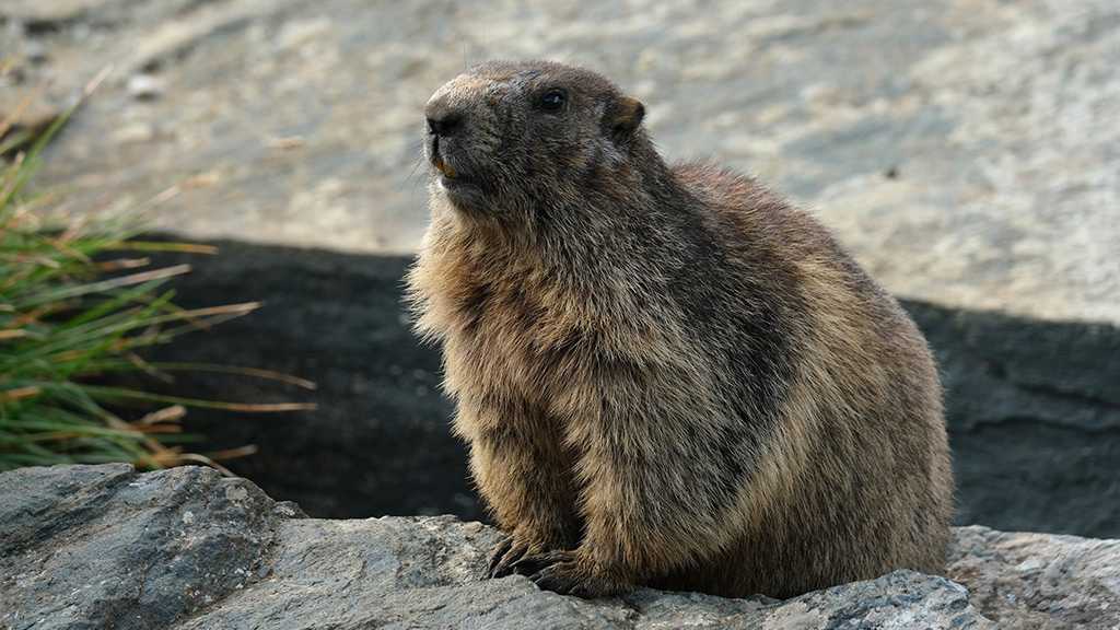 Another Suspected Case of Bubonic Plague in Western Mongolia