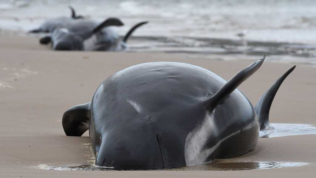 380 Whales Dead in Worst Mass Stranding in Australia’s History