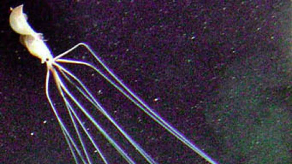 Deep-Sea Squid Caught on Camera for the First Time