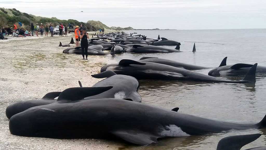 Nearly 100 Pilot Whales Die After Mass Stranding in New Zealand