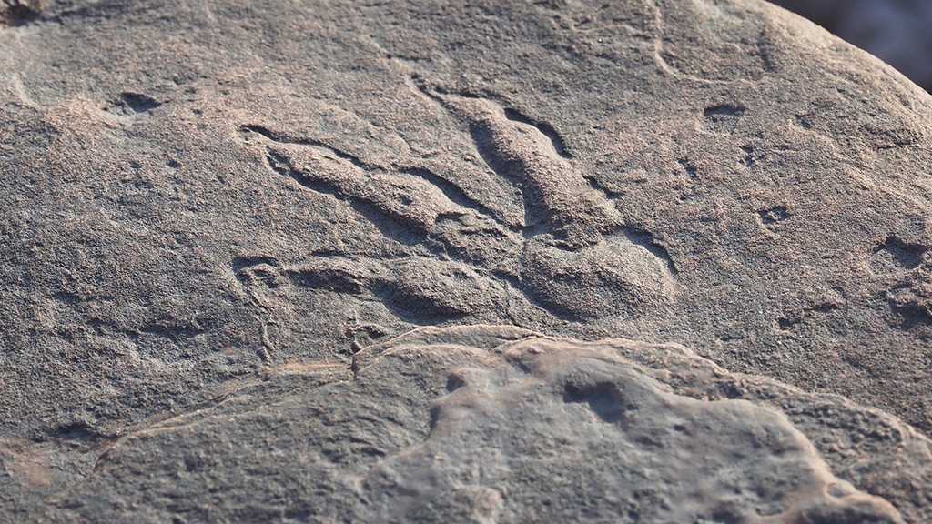 4yo Discovers “Best-Preserved” Dinosaur Footprints on Welsh Beach