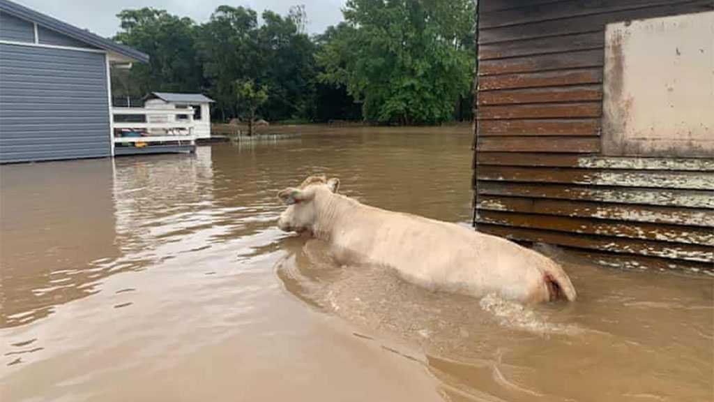Disaster Zones Declared As 18,000 People Evacuated In Sydney and Mid-North Coast