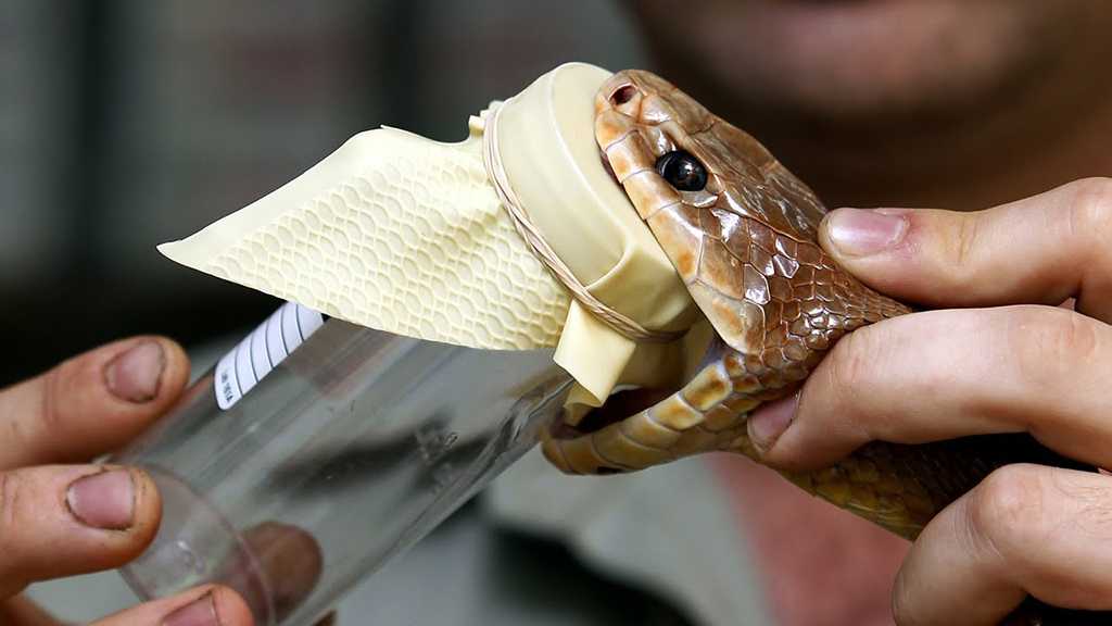 Study: Humans Possess Genetic Blueprints to Produce Venom