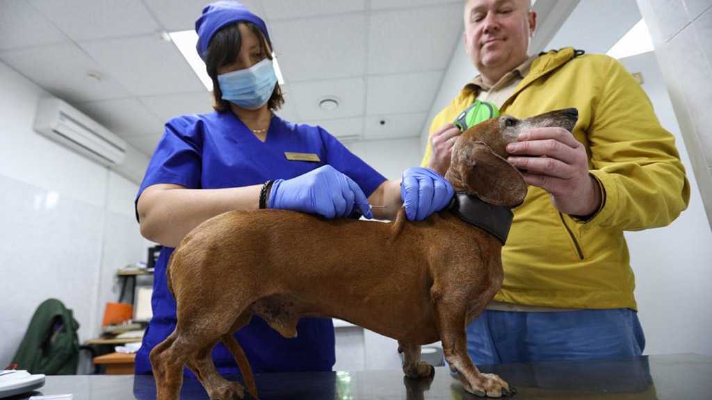 Russia’s Sputnik V Vaccine May Also Effectively Protect Animals from COVID-19