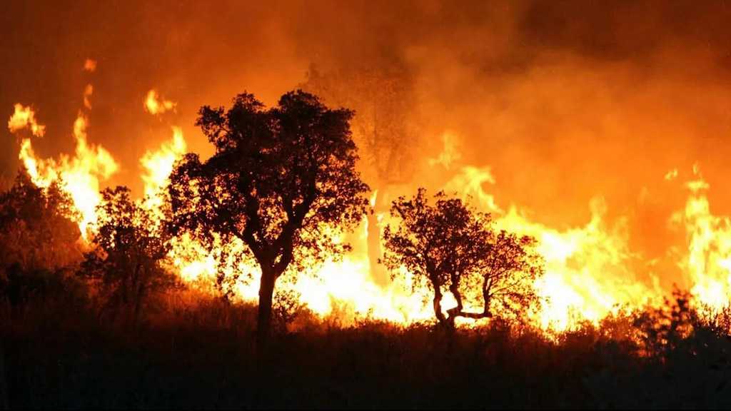 Algeria Blames Forest Fires on Arson, Death Toll Rises to Six