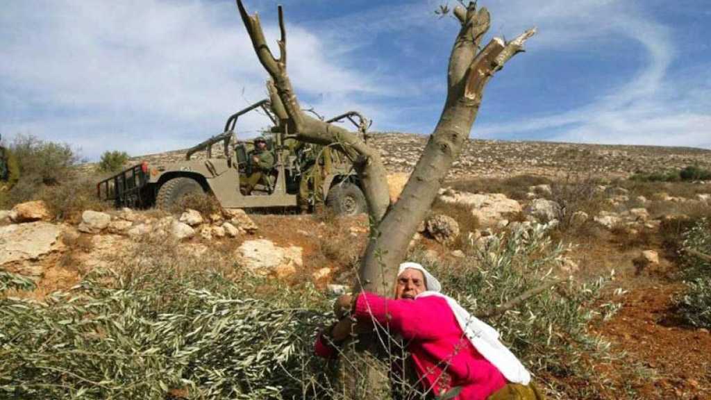 “Israeli” Settlers Attack Palestinian Harvesters in WB