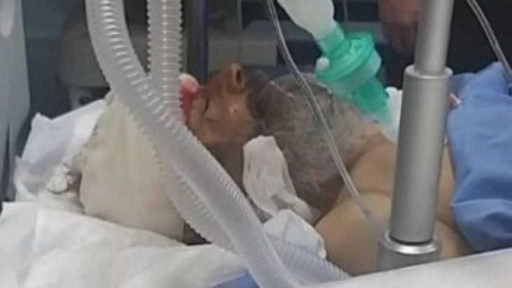 IOF Murder Elderly Resistance Icon in Al-Khalil