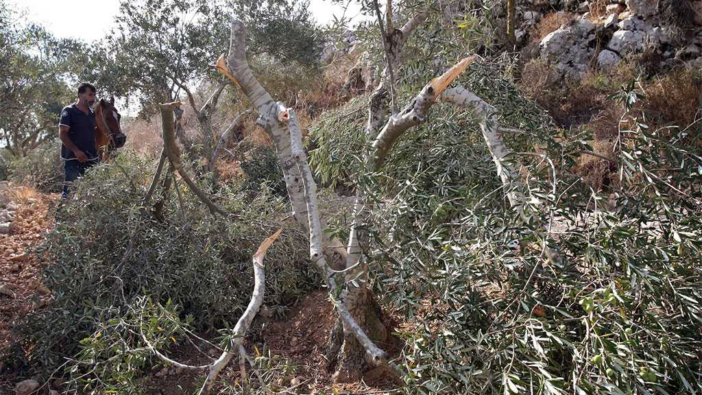 ‘Israeli’ Settlers Uproot Olive Saplings, Attack Herders South of Al-Khalil