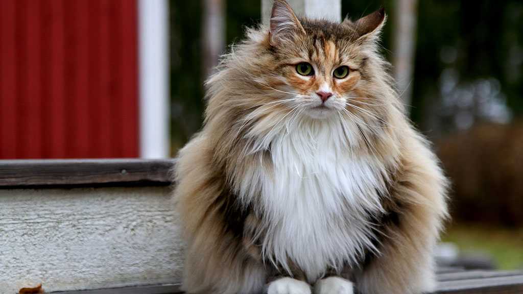 Russian Cats Slapped with Sanctions