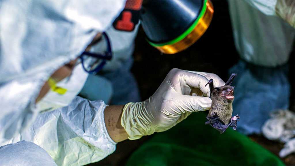 Russia: Diseases Spread to Humans Through Bats Studied in Kharkov under US Control 