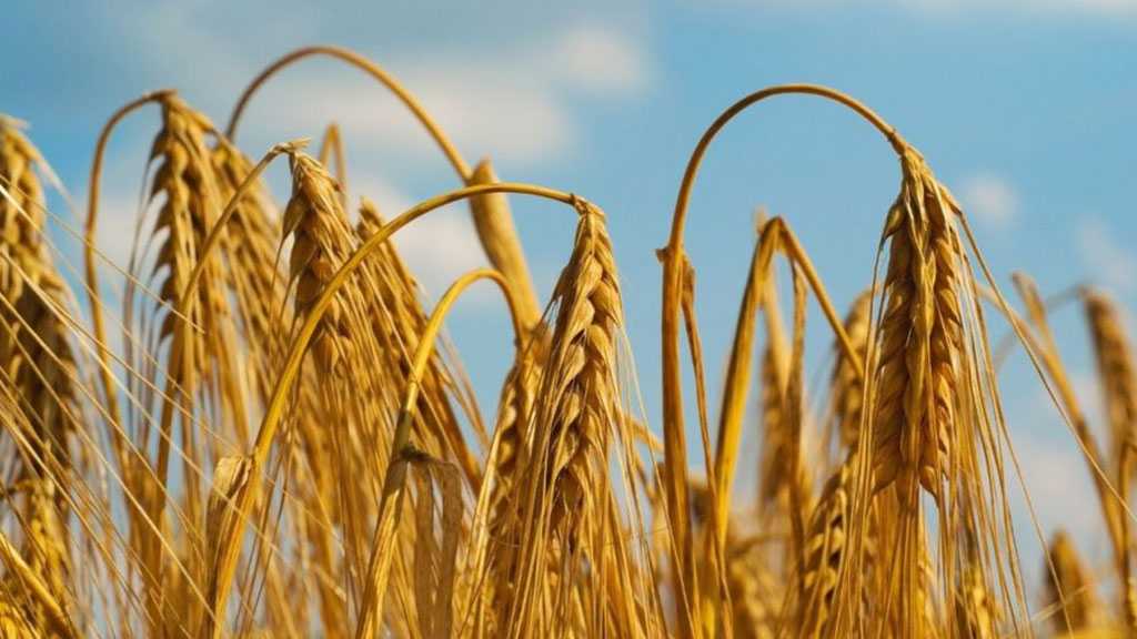 EU’s Crop Yield Projected to Fall